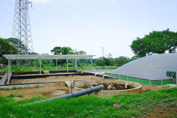Lagoon digester for cattle manure