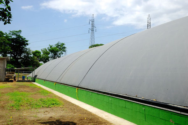 Lagoon digester for cattle manure