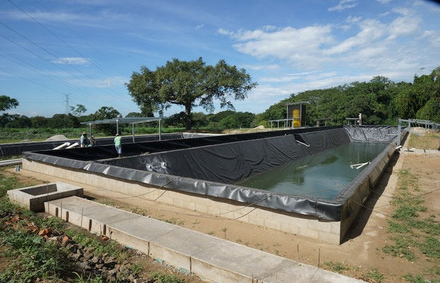 High-efficiency tropicalized anaerobic digester for livestock manure