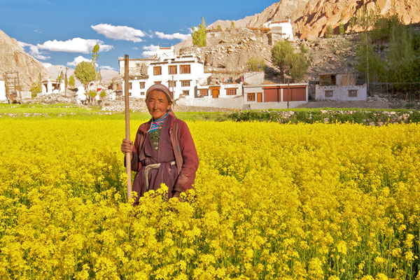 Ladakhi Bäuerin