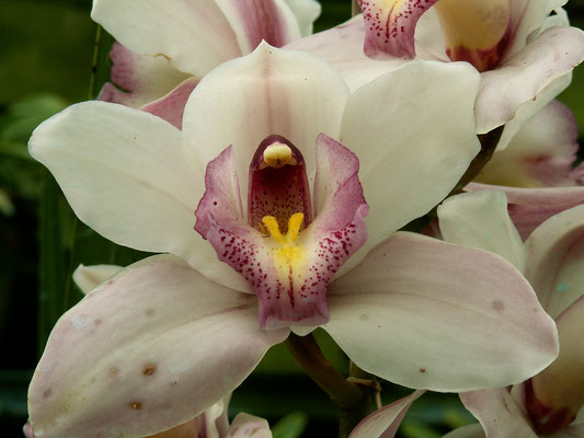 Orchidee "Cymbidium" - Madeira