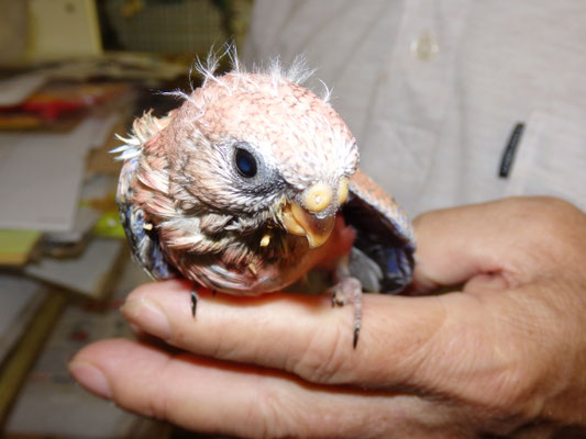 手乗りアキクサインコのヒナが仲間入りしました 福岡インコ ペットミッキン 手乗りアキクサインコのヒナが仲間入りしました 福岡インコ ペットミッキン