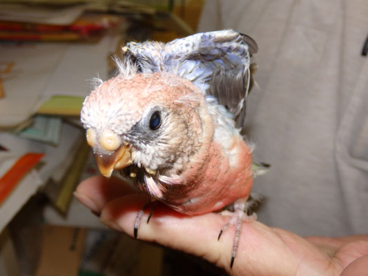 手乗りアキクサインコのヒナが仲間入りしました 福岡インコ ペットミッキン 手乗りアキクサインコのヒナが仲間入りしました 福岡インコ ペットミッキン