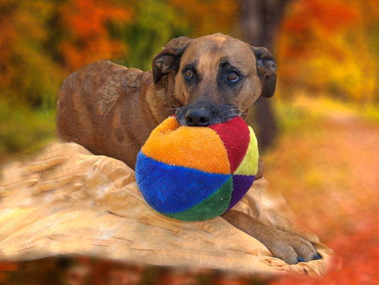 Rhodesian Ridgeback