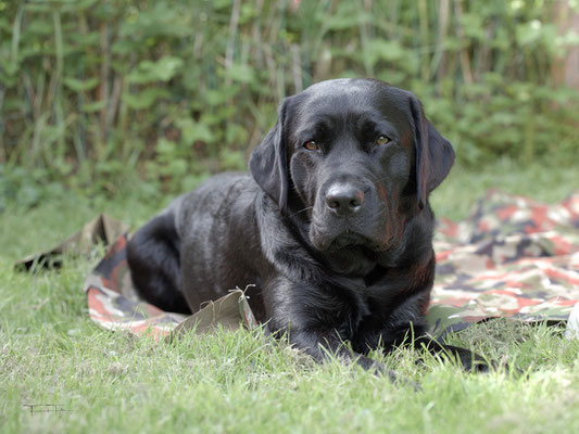 Schwarzer Labrador Retriever