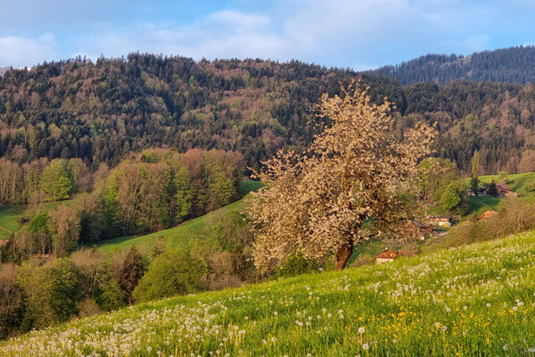 Der verblühte Kirschbaum steht auf einer weiten Wiese. Seine zarten rosa Blütenblätter sind bereits verblasst und bedecken den Boden unter ihm.