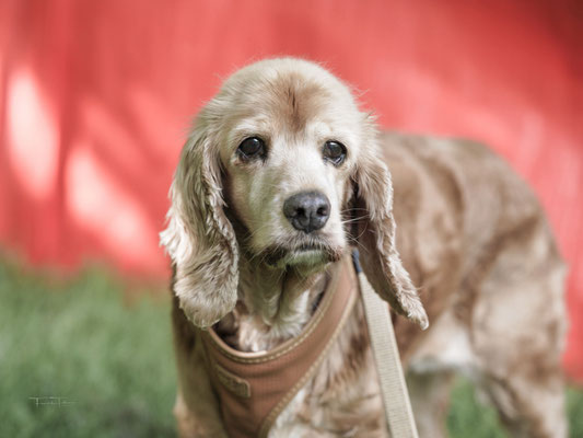 Cockerspaniel