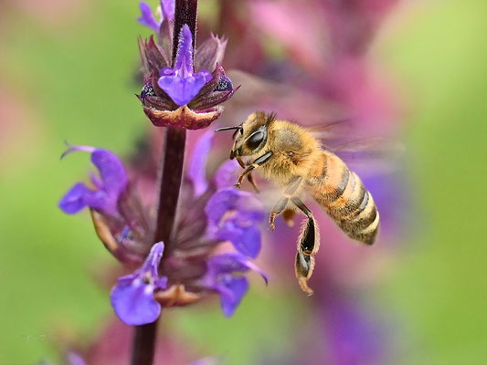 Mit ihren violetten Blüten ist die Pflanze für Bienen ein kleines Paradies, das vor allem Wildbienen und Hummeln anlockt.