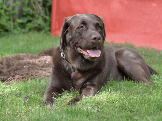 Brauner Labradore Retriever