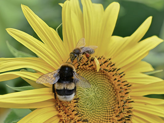 Hummel an Sonnenblume