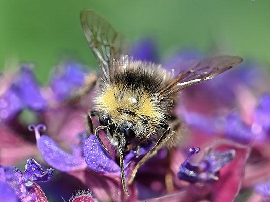 Aber alle haben sie Haare wie die Honigbienen auch, mit denen sind sie schließlich verwandt. Hummeln gehören zu den Wildbienen.