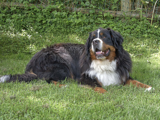 Berner Sennenhund