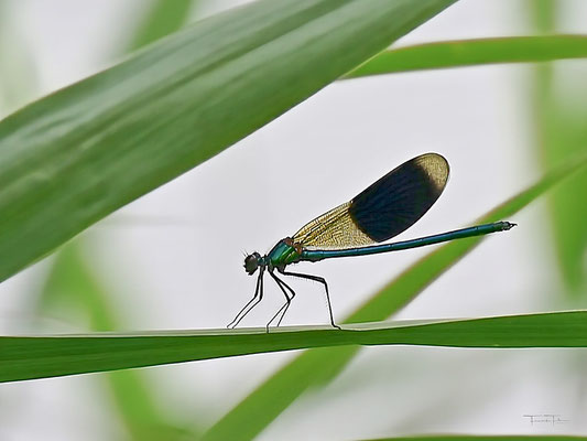  Die Lebensdauer der Libelle als ausgewachsenes Fluginsekt beträgt im Schnitt nur ein bis drei Monate.