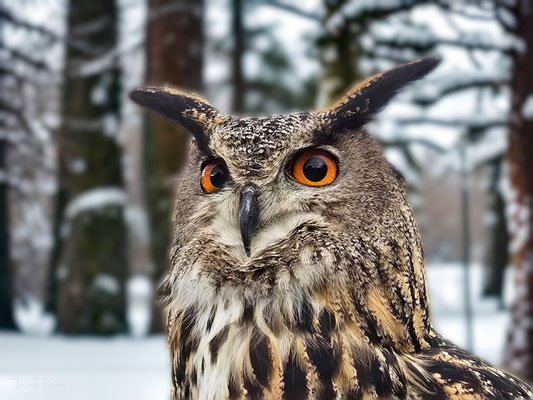 EMBEL Europäischer Uhu  Mein Name ist Embel und ich bin ein Uhu Terzel🦉 (Mann) Im 2024 wurde ich im Frühjahr schon 14 Jahre alt  Seit Oktober 2022 lebe ich nun in einer Voliere im Seeland, bei Marc. Fühle mich sehr wohl hier, klar doch mit dieser Aussich