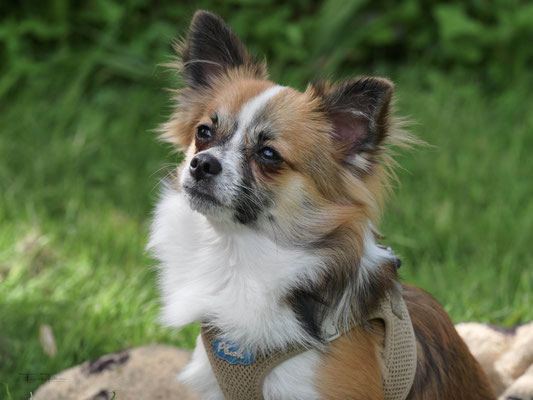 Chihuahua