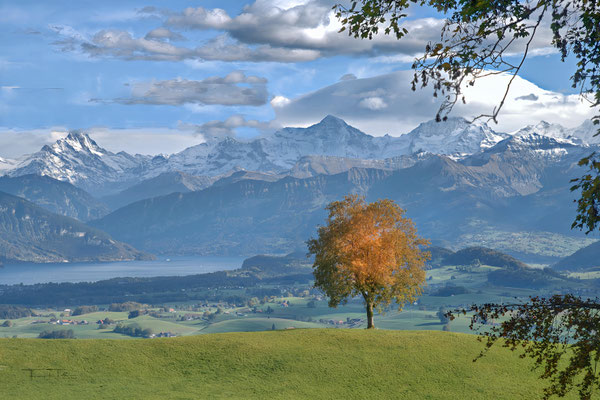 Herbstbaum im Vordergrund, Thunersee mit Schreckhorn, Eiger Mönch und Jungfrau im Hintergrund