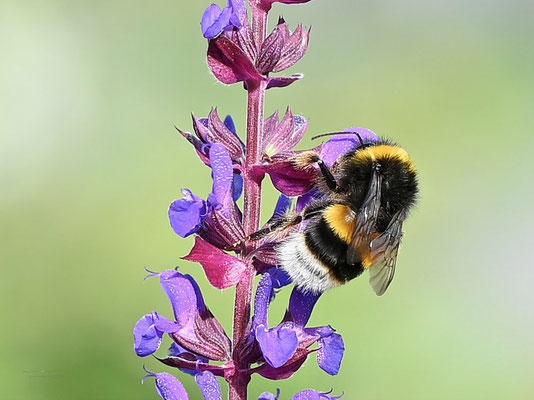 Hummel - Gelb-schwarzer Riesenbrummer