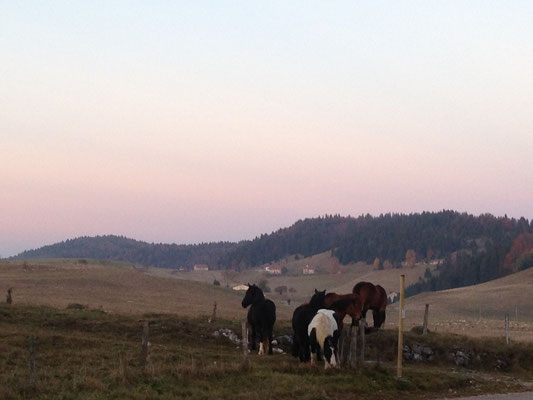 Le silence et les chevaux