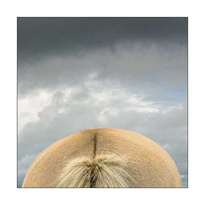 Langeoog, 2015  © Volker Jansen