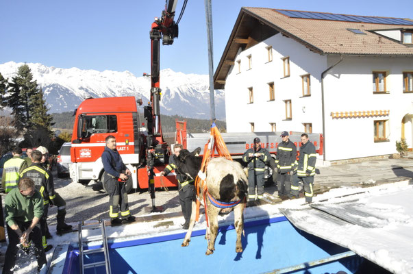 Bergung einer Kuh aus einem Pool