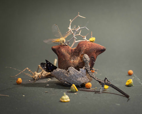 Kristin Finsterbusch, Creatures II, Fotografie, Größe var., 2024