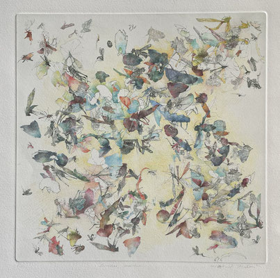 Kristin Finsterbusch, Sammlung Fauna, formosus insectum, vernis mou und Zeichnung, 2018/2024, Platte 30 x 30 cm