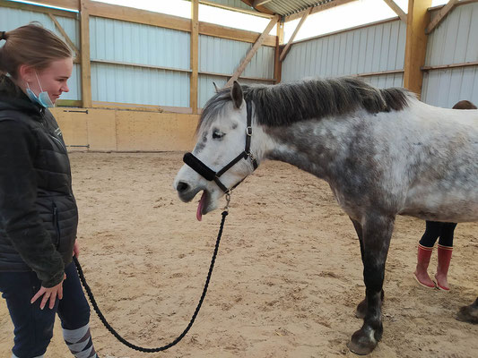 Un poney détendu grâce au Shiatsu