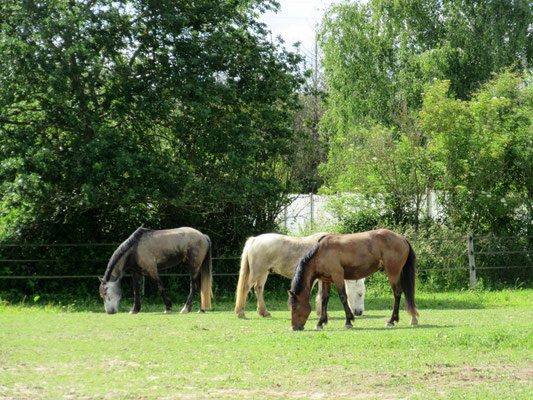 Paddocks pour chevaux heureux à l'Ecurie les Rouillons, au Nord de l'Yonne