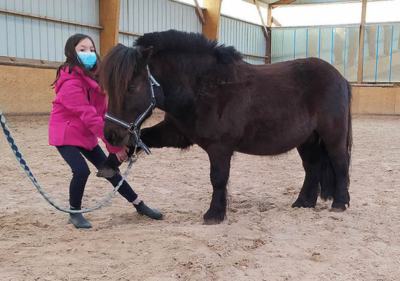 Initiation au Shiatsu pour poney à l'Ecurie les Rouillons avec Isabelle Audinet