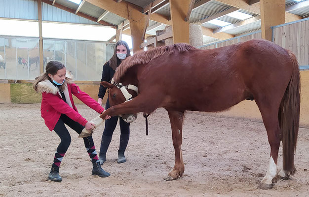 On apprend les étirements sur les poneys