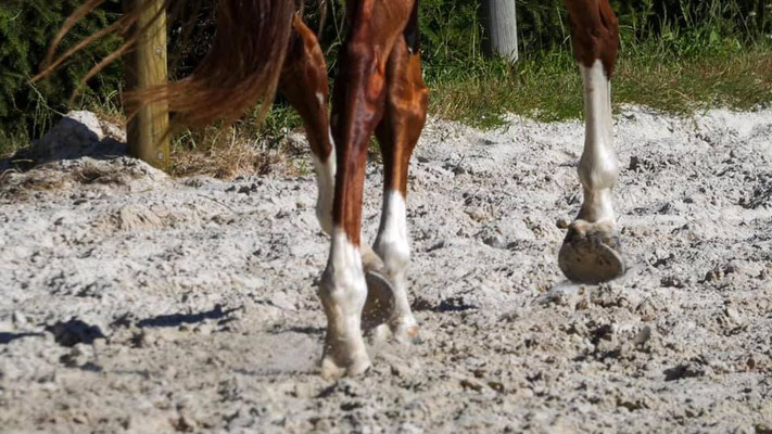 Travail des chevaux de CCE, Ecurie les Rouillons, Sens