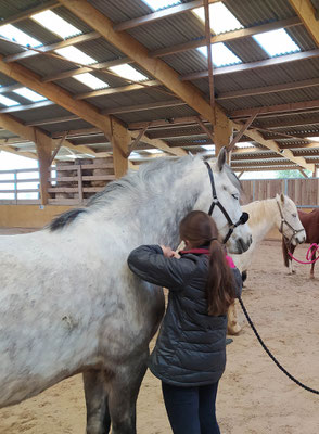 On apprend le palper-rouler sur poney