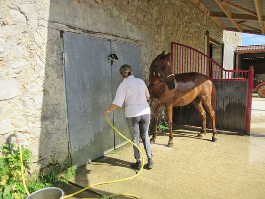 Douche chevaux à l'Ecurie les Rouillons, au Nord de l'Yonne