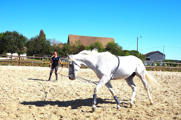 Travail en longe pour cheval de propriétaire à l'écurie les Rouillons