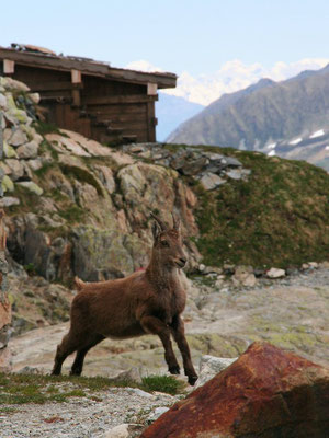 près du refuge du Lac Blanc, les jeunes bouquetins gambadent ....