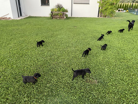 Täglich sausen die Welpen durch den großen Garten - Immer der Mama hinterher...