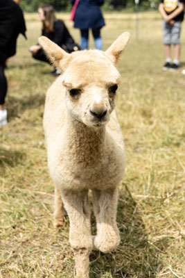 AAF Te Anaus Samantha, 2019