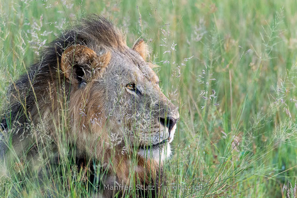 Afrikanischer Löwe, Panthera leo, Männchen, 20150306-_MSF1779