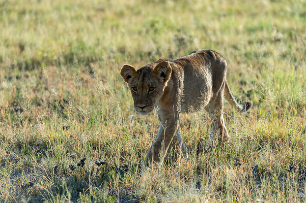 Afrikanischer Löwe, Panthera leo, Jungtier, _MSF0994