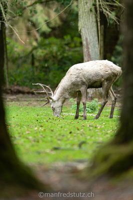 Weisser Hirsch, Wildpark Gangelt, Deutschland