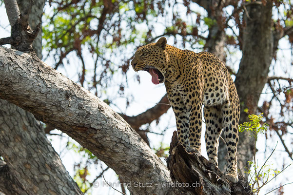 Afrikanischer Leopard, Panthera pardus pardus, 20150310-BW.2015.047