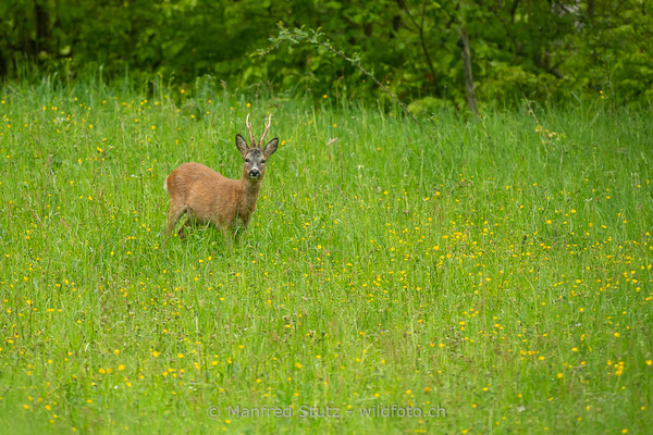 Reh, Capreolus capreolus, 20190510-850-5176