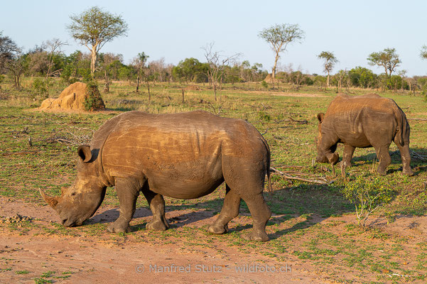 Breitmaulnashorn, Ceratotherium simum, 20120918-MSF3686