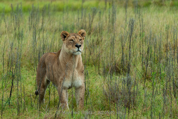Afrikanischer Löwe, Panthera leo, Weiblich, _MSF6343