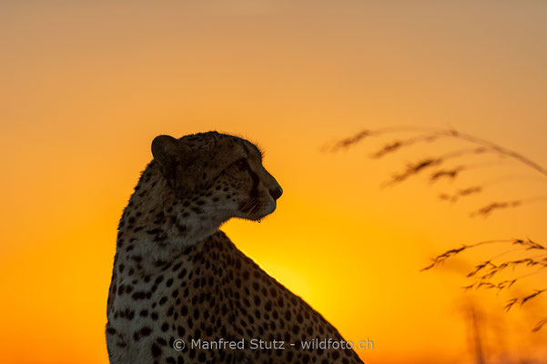 Gepard, Acinonyx jubatus, 20161007-D4D5142