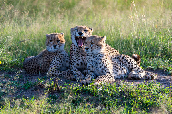 Gepard, Acinonyx jubatus, 20160206-D041183