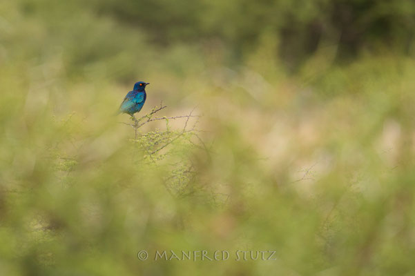 Cape Starling, Lamprotornis nitens, Rotschulter-Glanzstar