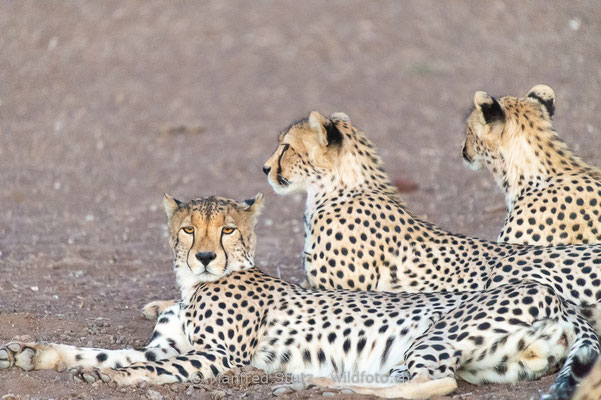 Gepard, Acinonyx jubatus, 20120930-20120930-MSF9459