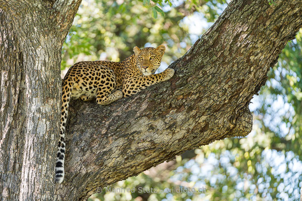 Afrikanischer Leopard, Panthera pardus pardus, 20130226-MSF2888