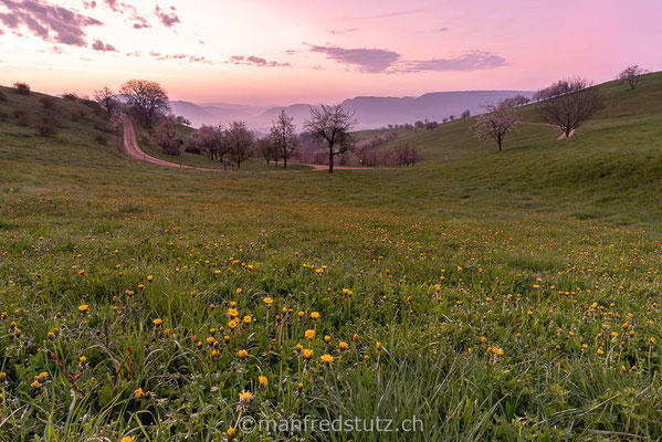 Kirschbäume am Chriesiwäg im Fricktal, Aargau